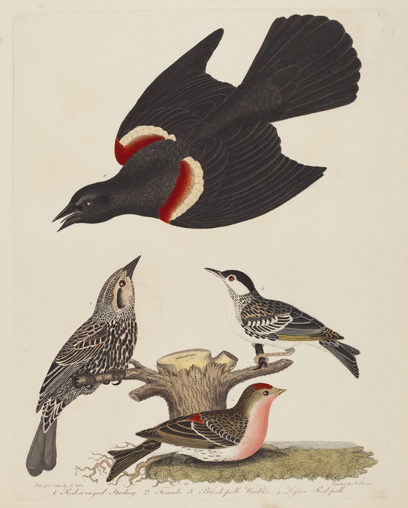 Alexander Lawson - Red-winged Starling, Female Red-winged Starling, Black-poll Warbler, and Lesser Red-poll
