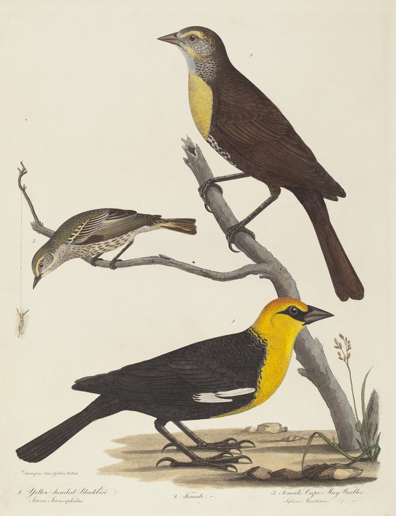 Alexander Lawson - Yellow-headed Blackbird, Female Blackbird, and Female Cape May Warbler