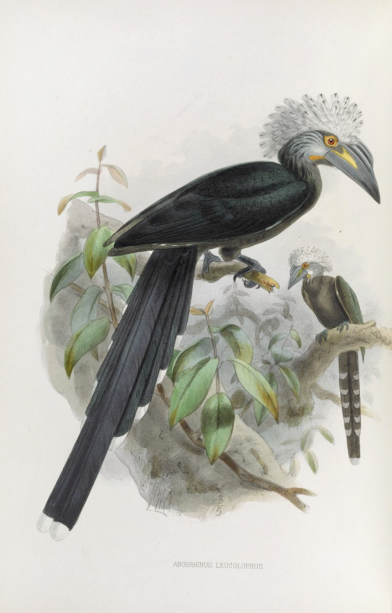 Daniel Giraud Elliot - Anorrhinus leucolophus