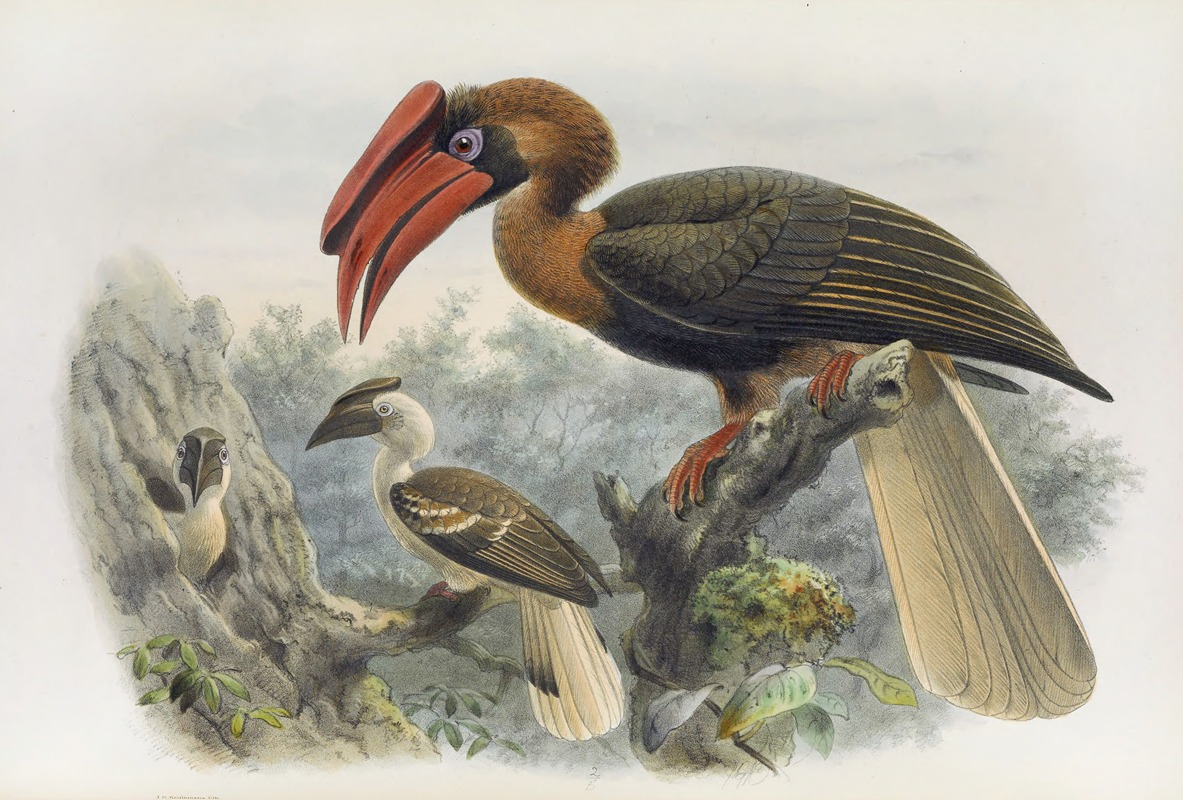 Daniel Giraud Elliot - Hydrocorax planicornis