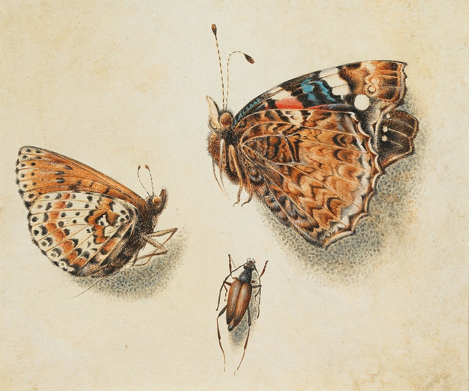 Giovanna Garzoni - Two butterflies and another insect