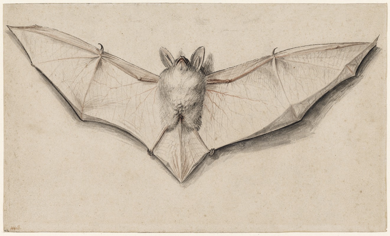Hans Holbein The Younger - Bat with Outspread Wings