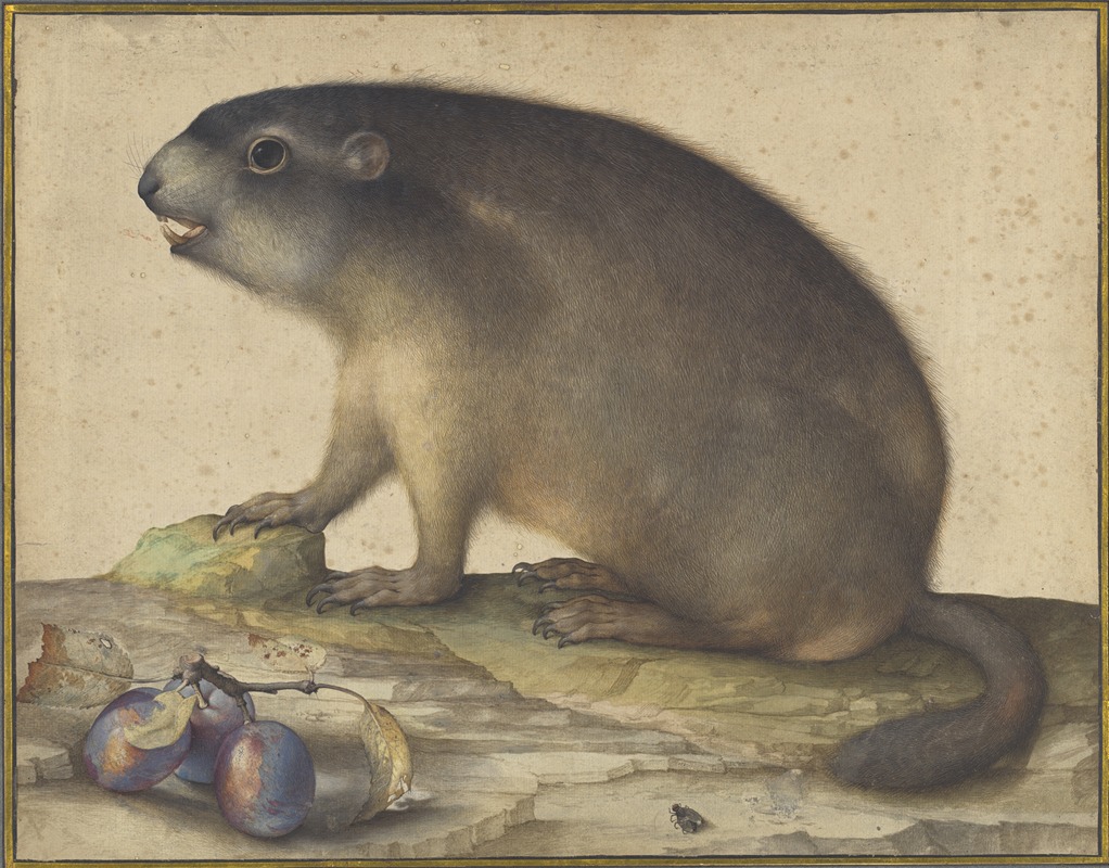 Jacopo Ligozzi - A Marmot with a Branch of Plums