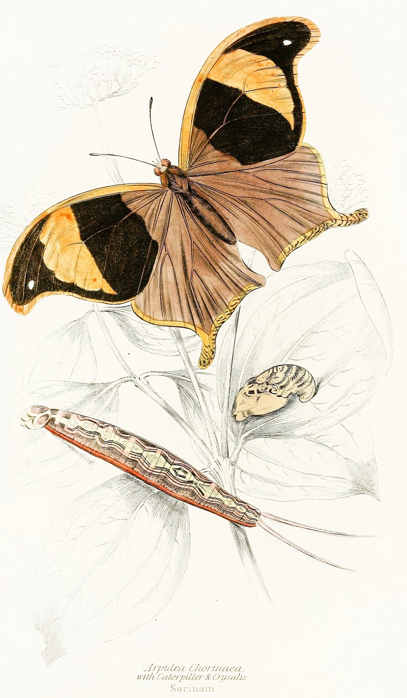 James Duncan - Arpidea Chorinaea