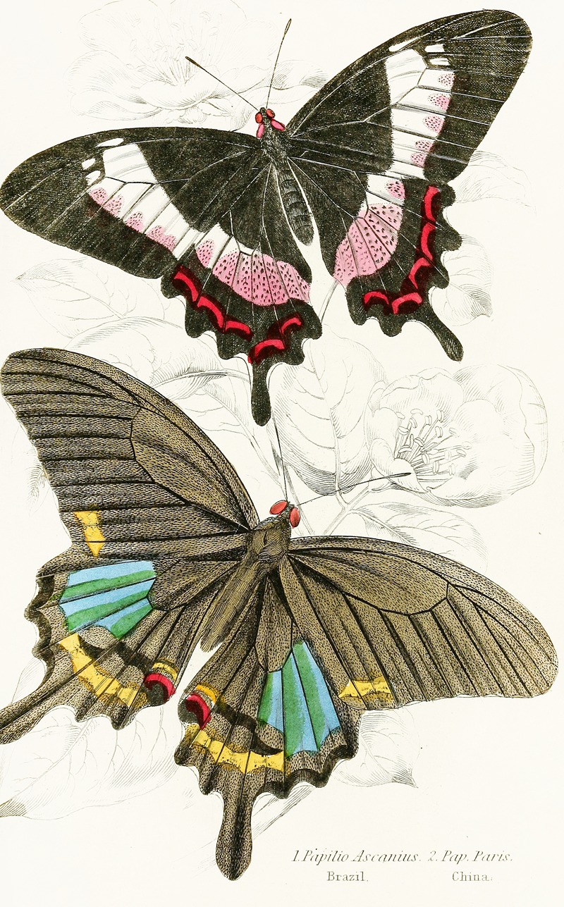 James Duncan - Papilio Ascanius, Pap Paris