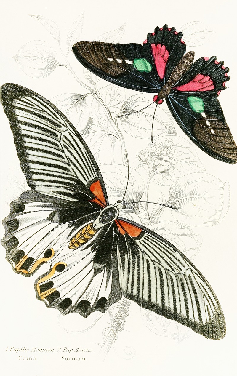 James Duncan - Papilio Memnon,Pap Aeneas