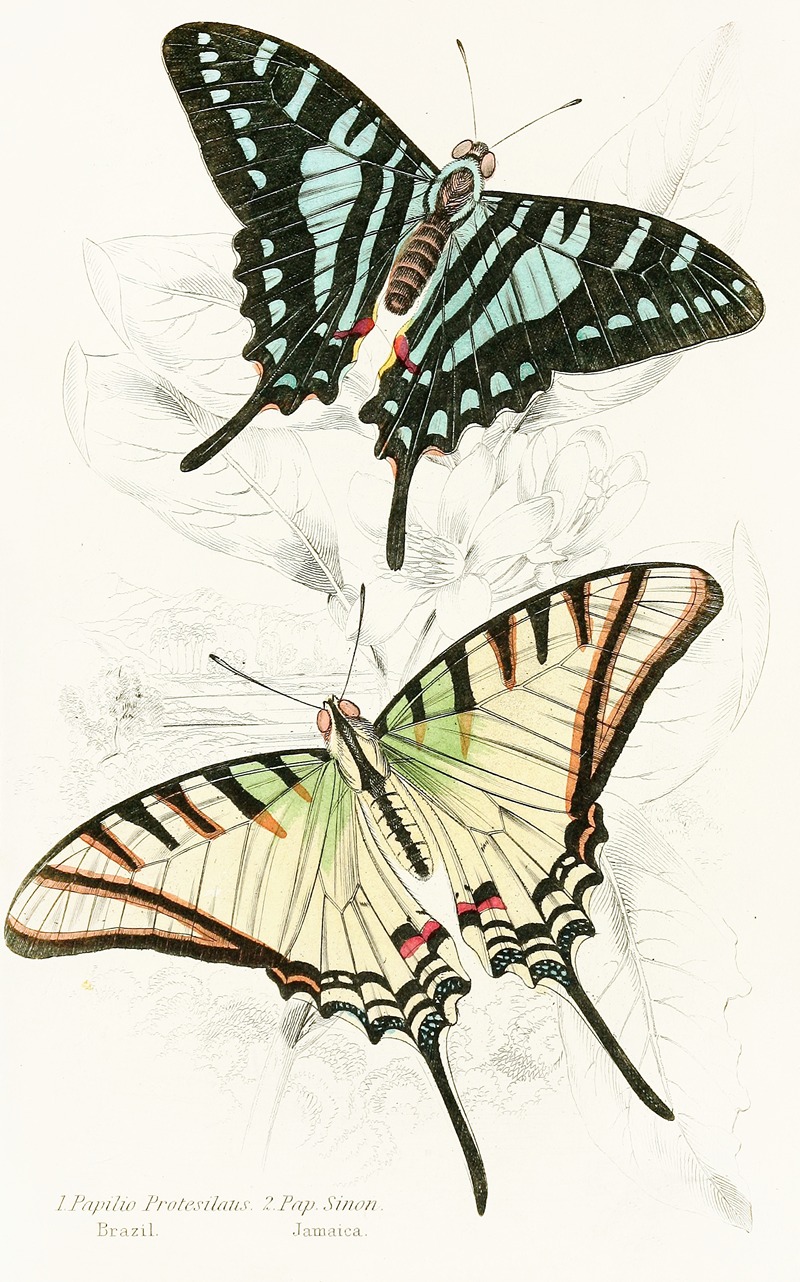 James Duncan - Papilio Protesilaus, Pap Sinon