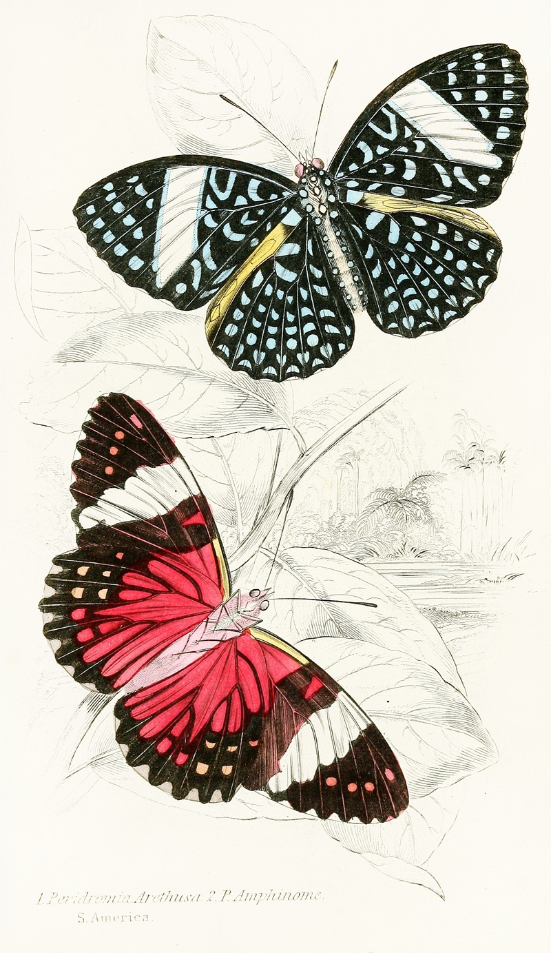 James Duncan - Peridromia Arethusa, Peridromia Amphinome