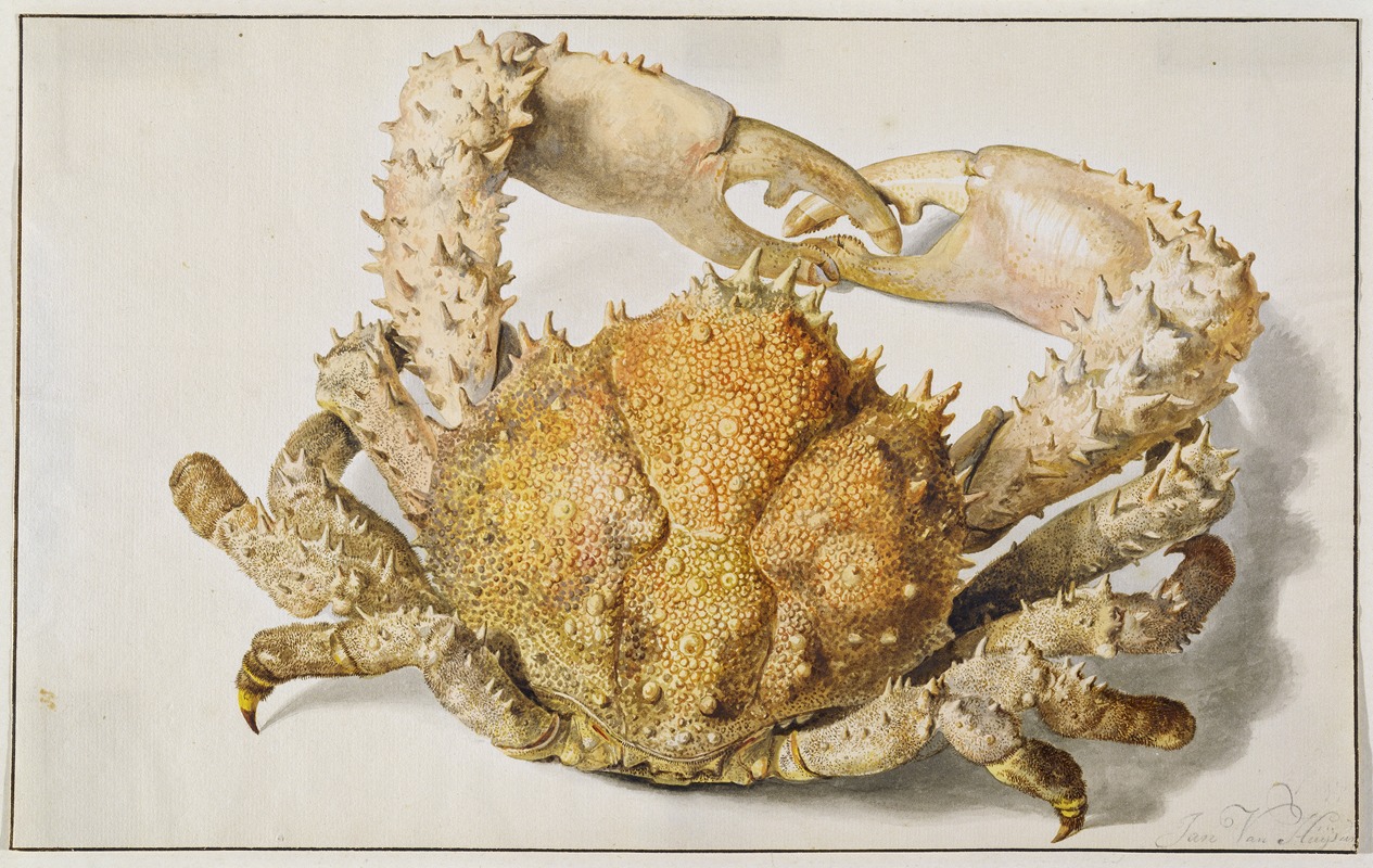 Jan van Huysum - A Crab