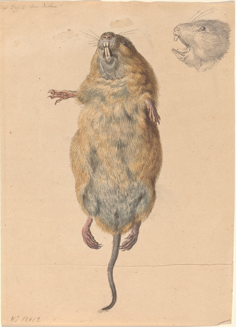 Johann Rudolph Schellenberg - A Field Mouse, from Below