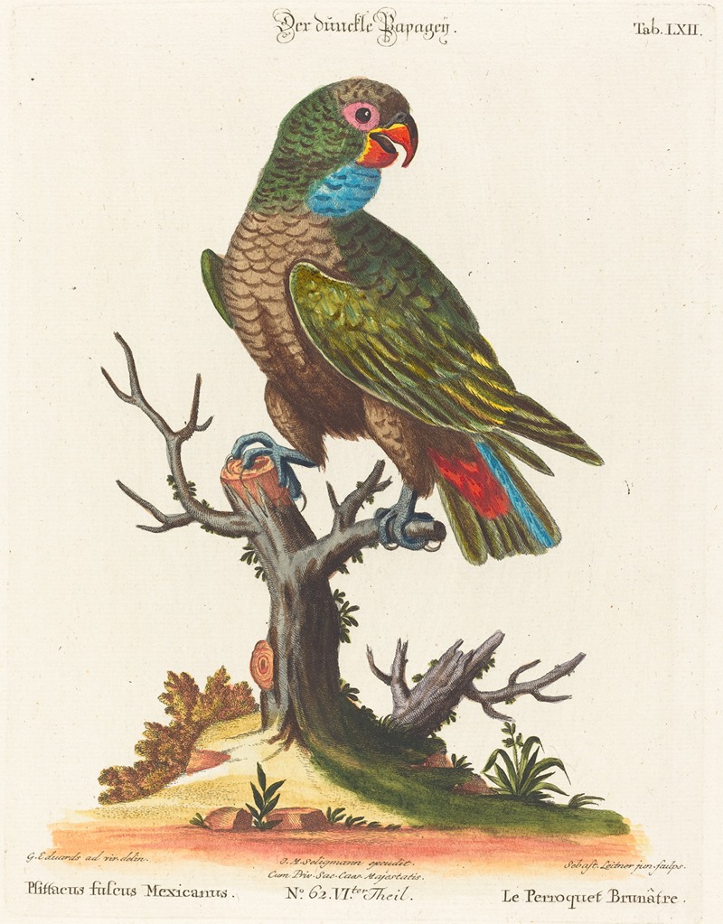 Johann Sebastian Leitner - Leitner after George Edwards, Parrot (Le Perroquet Brunatre. Pfittacus Fulcus Mexicanus)