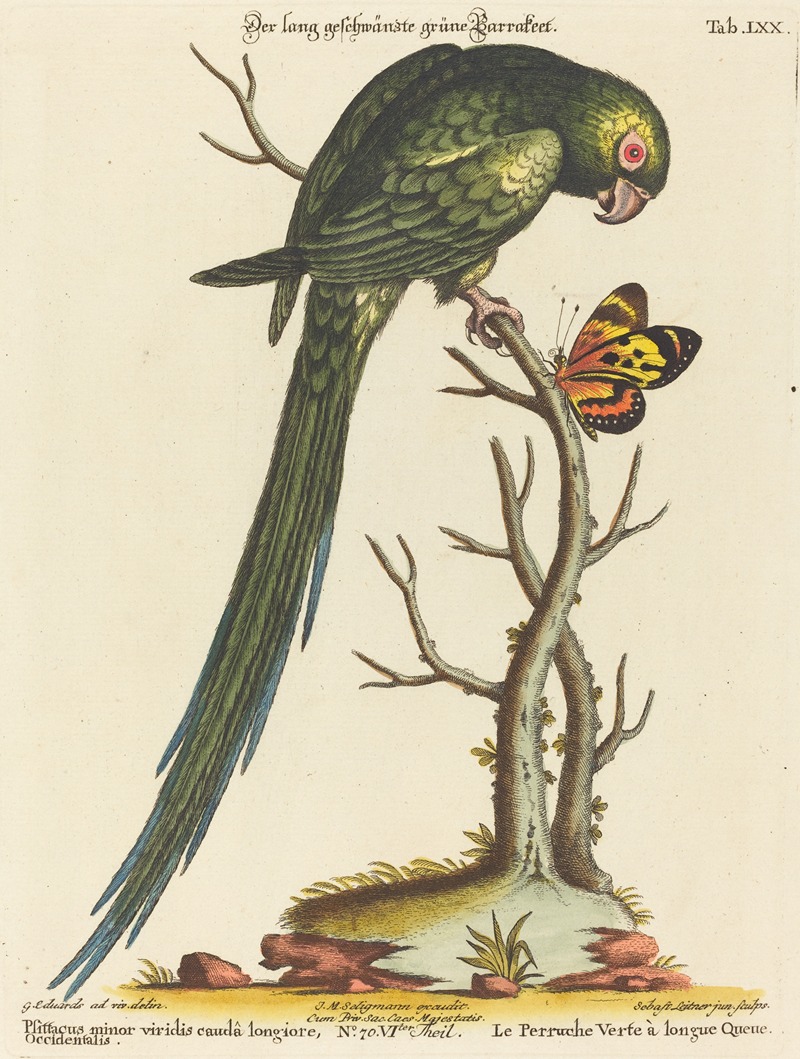 Johann Sebastian Leitner - Psittacus minor viridis cauda longiore Occidentalis