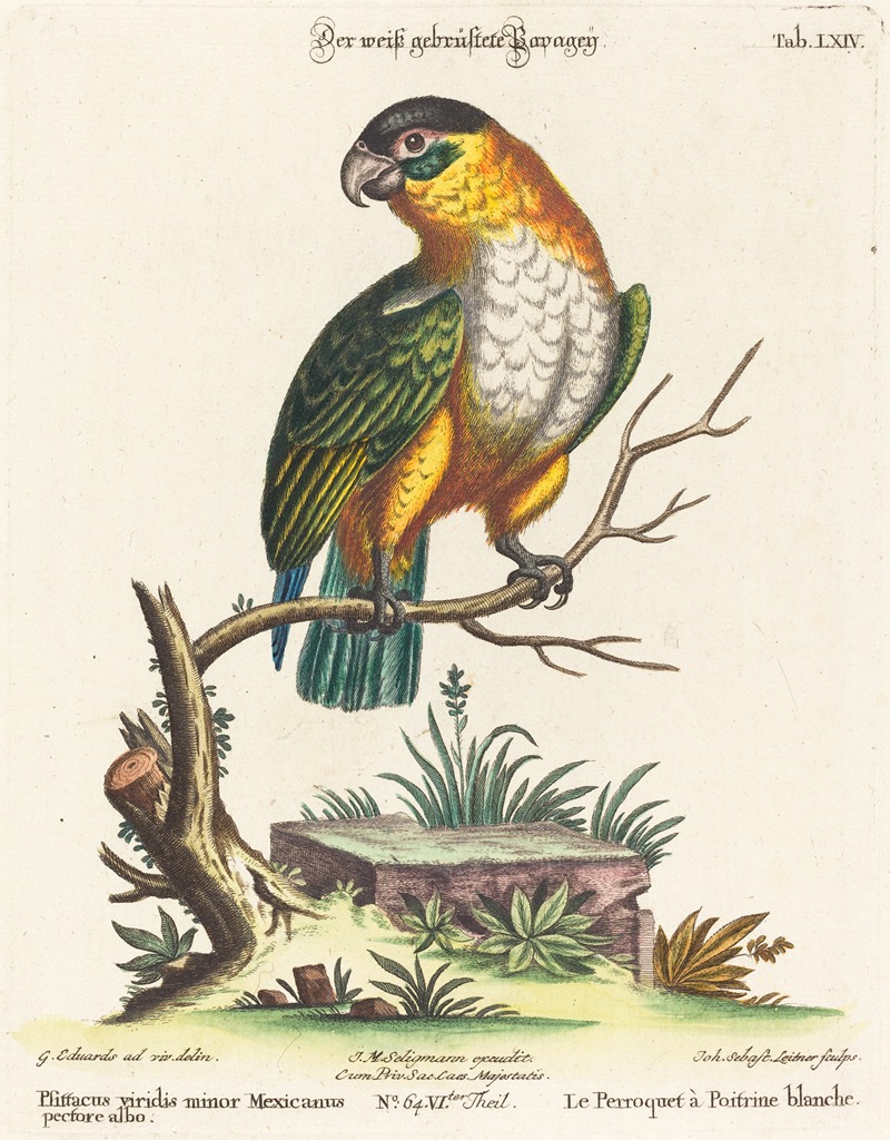 Johann Sebastian Leitner - Psittacus viridis minor Mexicanus
