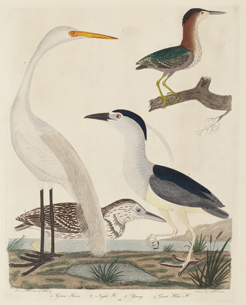 John G. Warnicke - Green Heron, Night Heron, Young Heron, and Great White Heron