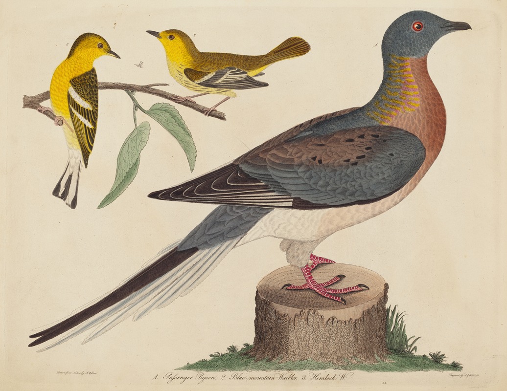 John G. Warnicke - Passenger Pigeon, Blue-mountain Warbler, and Hemlock Warbler