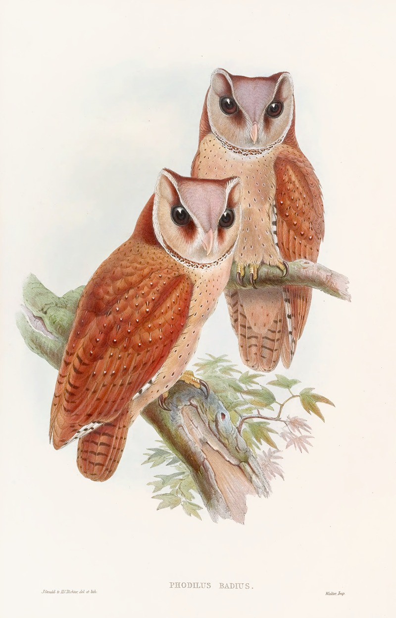 John Gould - Bay Owl