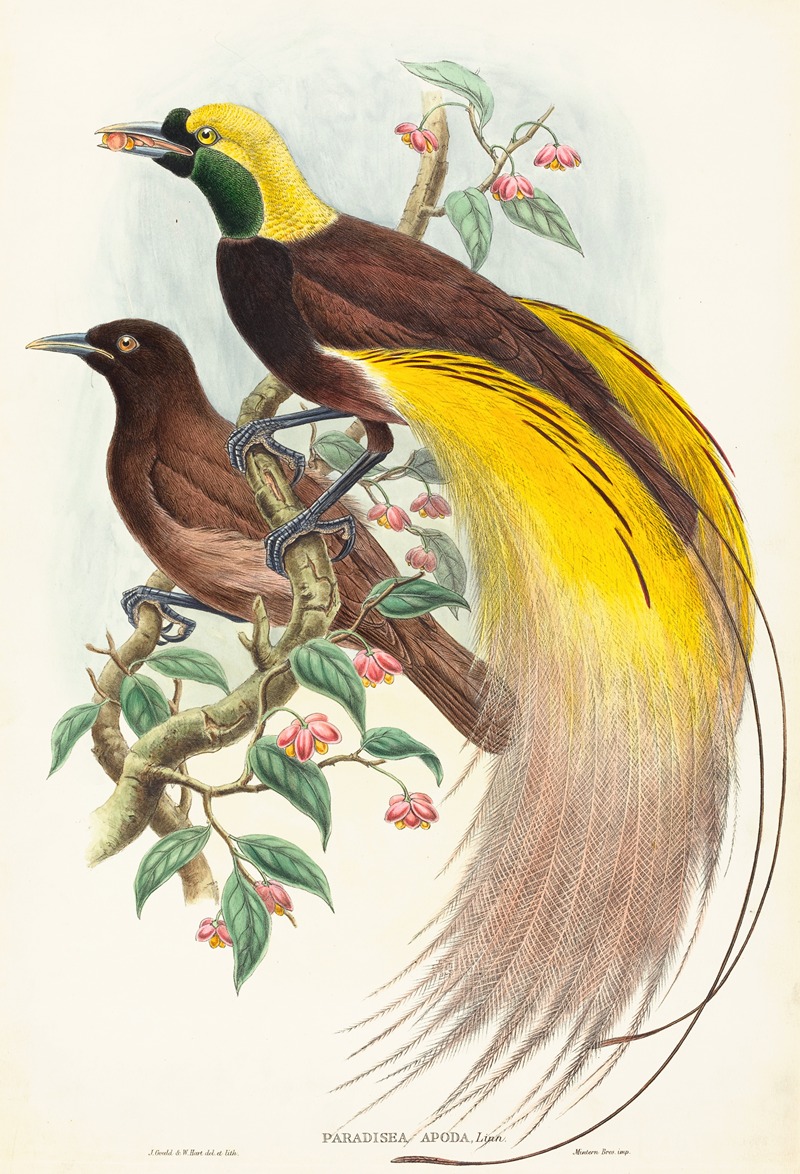 John Gould - Bird of Paradise (Paradisea apoda)