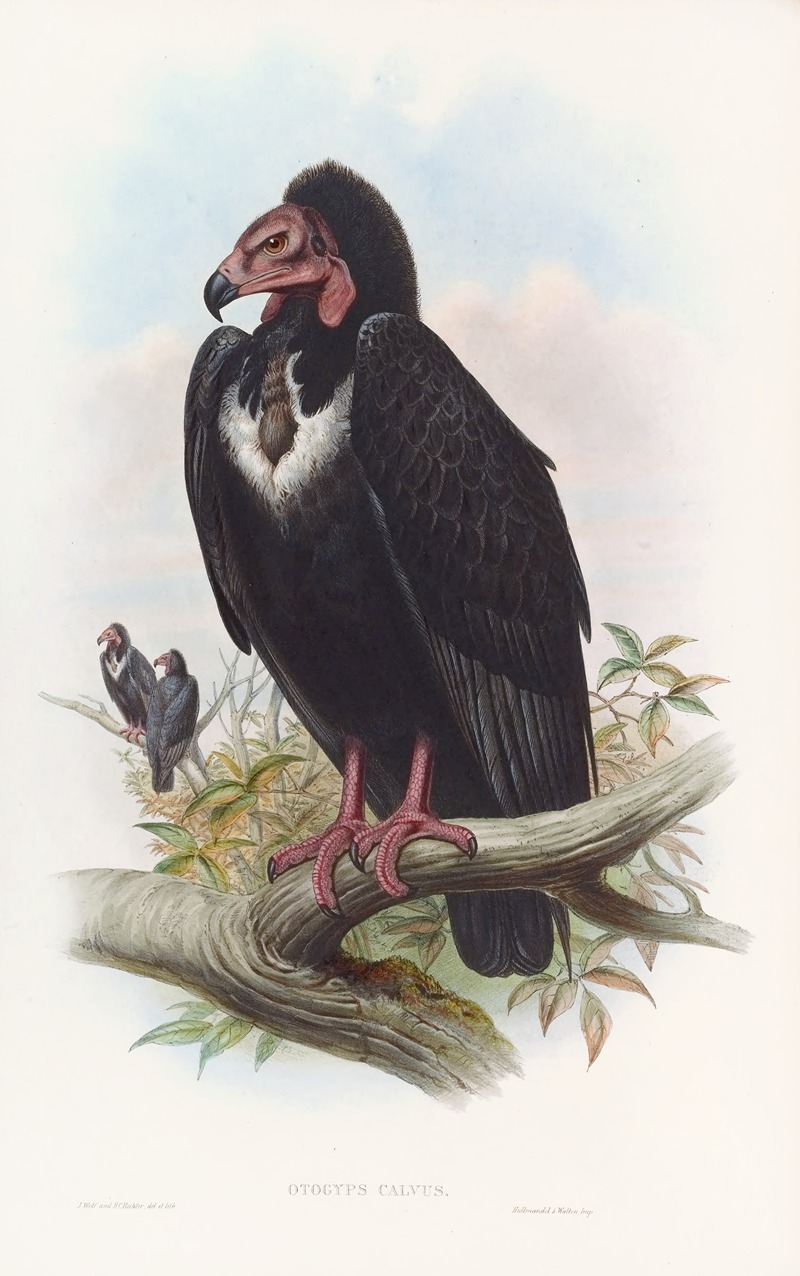 John Gould - Black Vulture