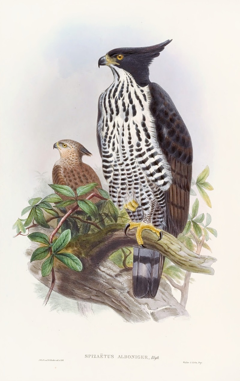 John Gould - Black-and-white Crested Eagle