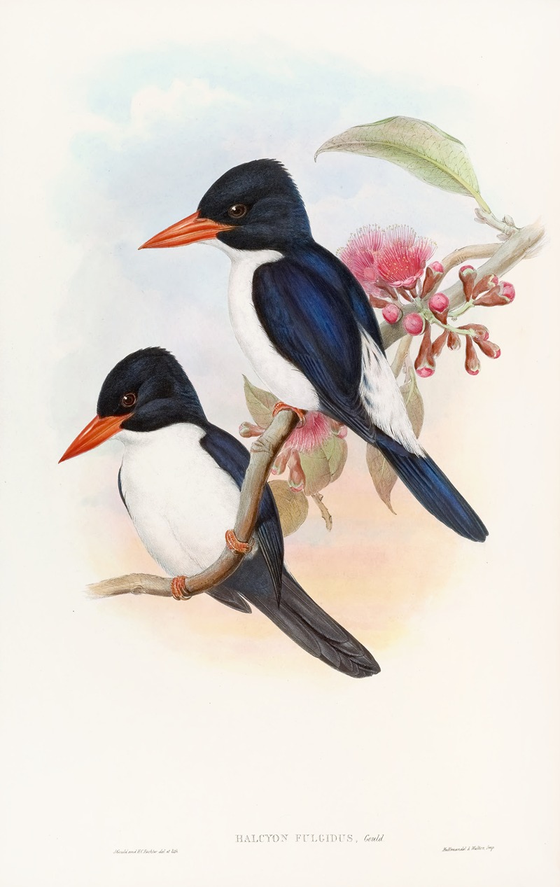 John Gould - Black-capped Kingfisher