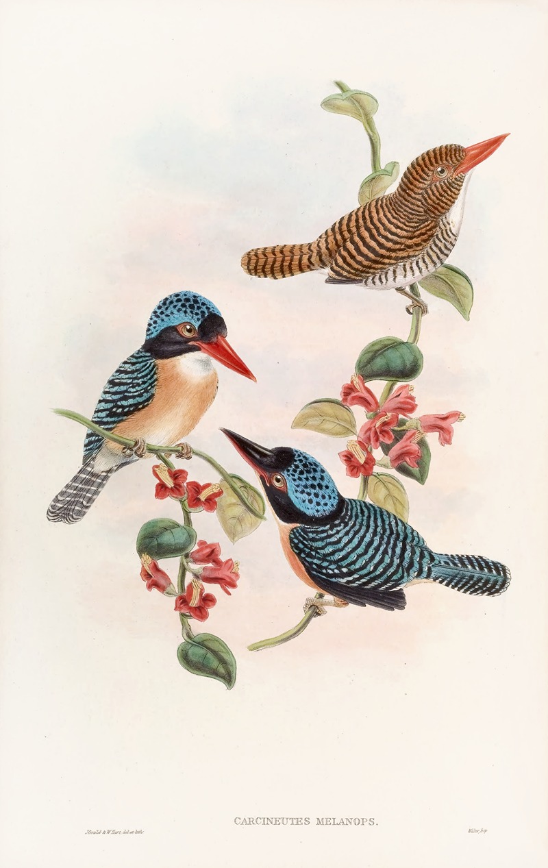 John Gould - Black-faced Kingfisher