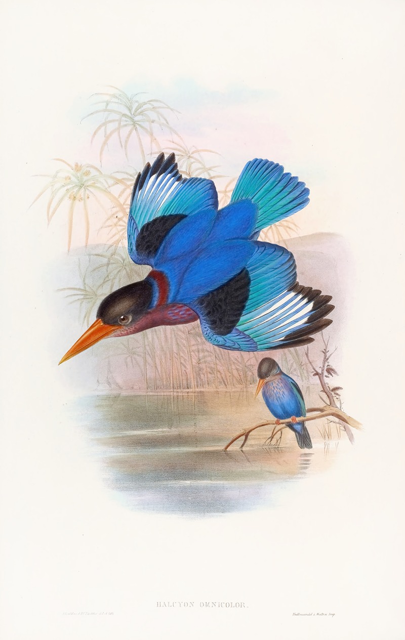 John Gould - Blue-and-white Kingfisher