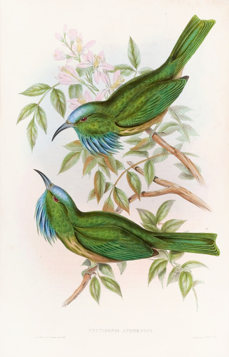 John Gould - Blue-throated Nyctiornis