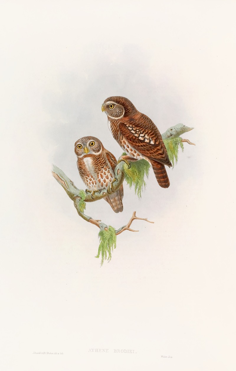 John Gould - Brodie’s Owlet