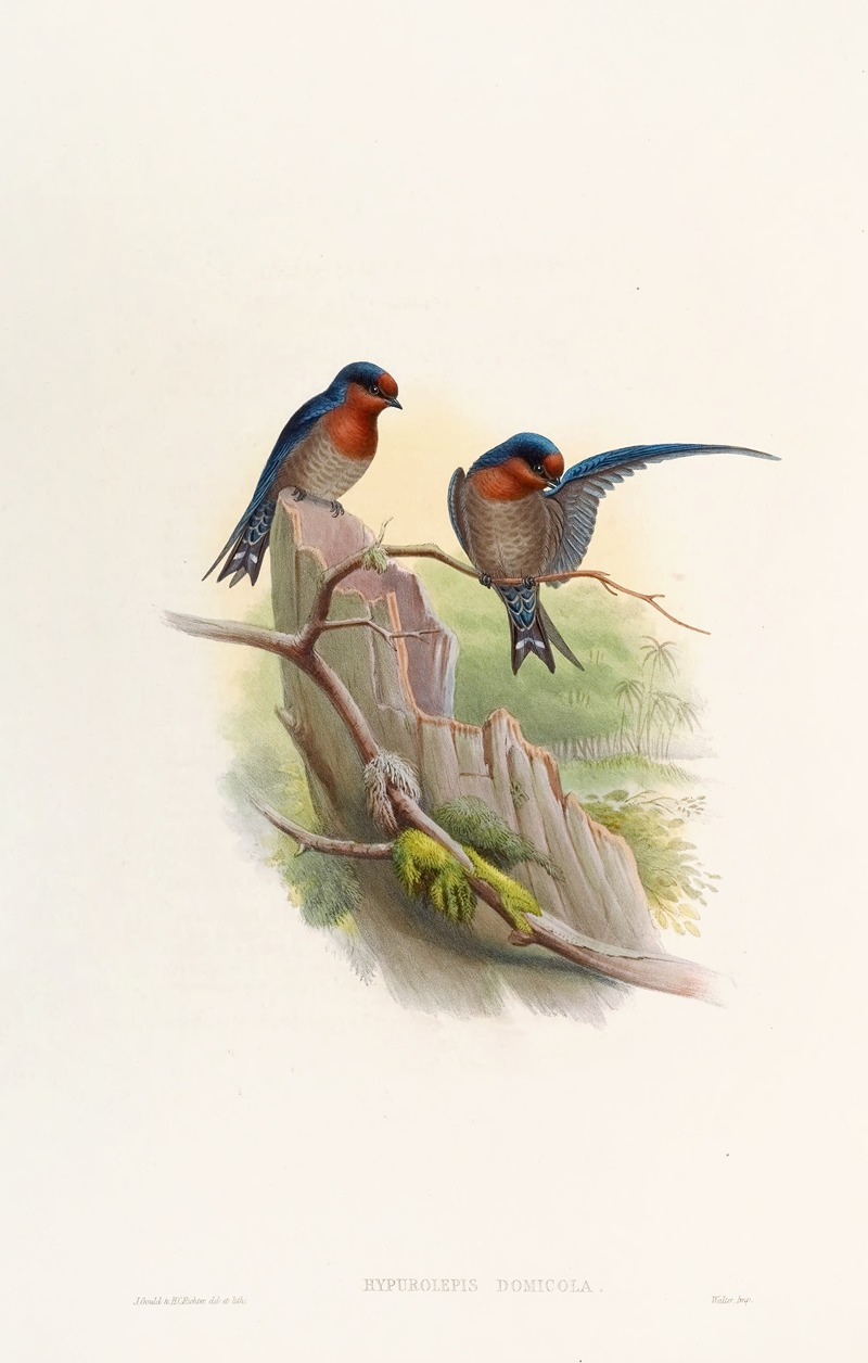 John Gould - Bungalow Swallow