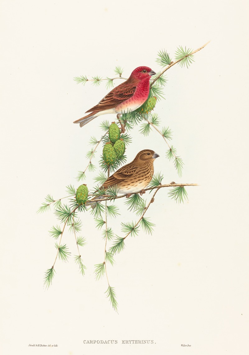 John Gould - Carpodacus erythrinus (Common Rose Finch)