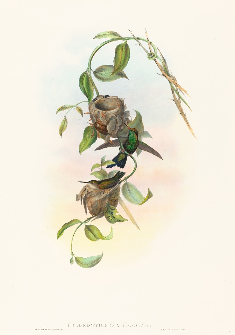 John Gould - Chlorostilbona prasina (Puncheran’s Emerald)