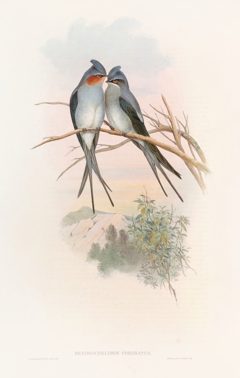 John Gould - Crested Tree-Swift