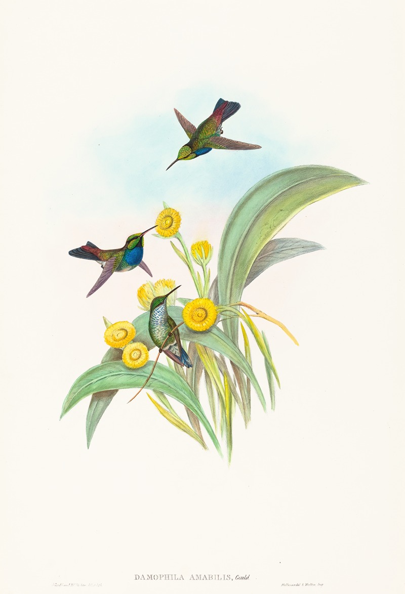 John Gould - Damophila amabilis (Blue-breasted Hummingbird)