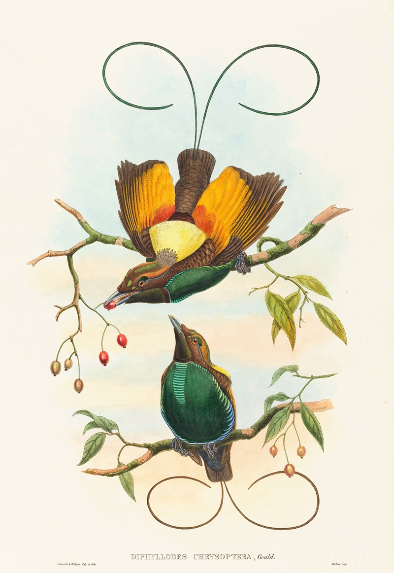 John Gould - Diphyllodes chrysoptera (Magnificent Bird of Paradise)