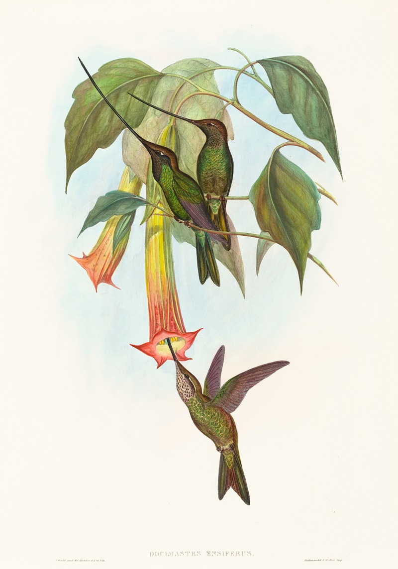 John Gould - Docimastes ensiferus (Sword-billed Hummingbird)