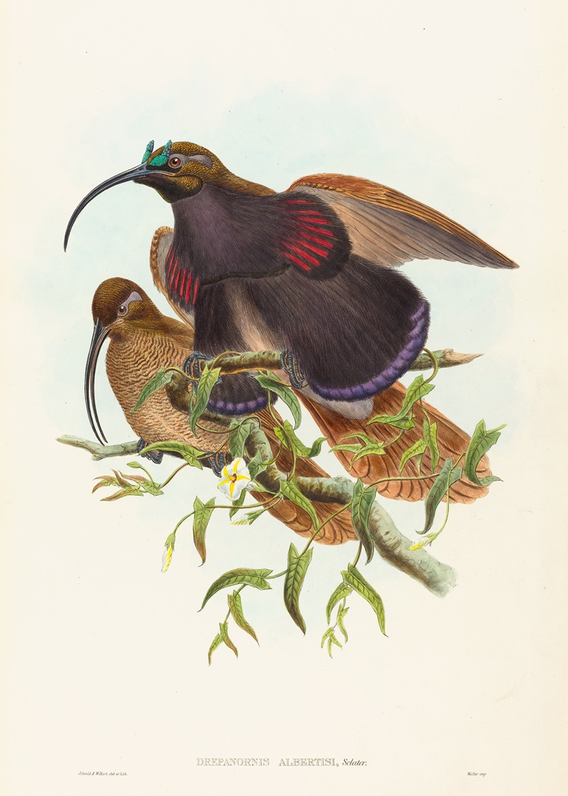 John Gould - Drepanornis albertisi (Black-billed Sicklebill Bird of Paradise)