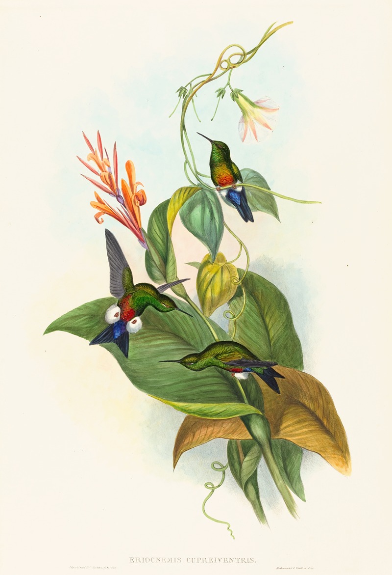 John Gould - Eriocnemis cupreiventris (Coppery-vented Puff-Leg)