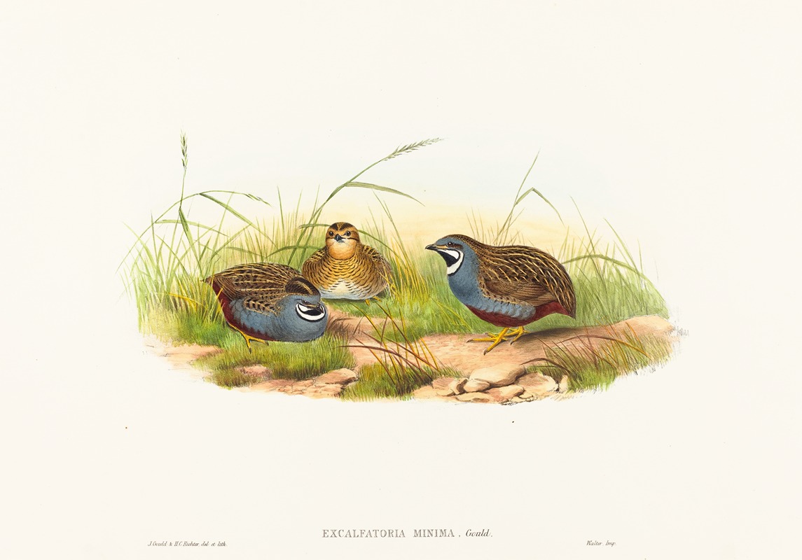 John Gould - Excalftoria minima (Blue-breasted Quail)