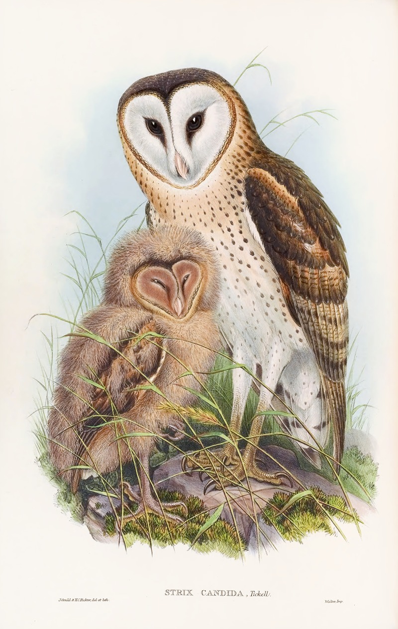John Gould - Grass-Owl