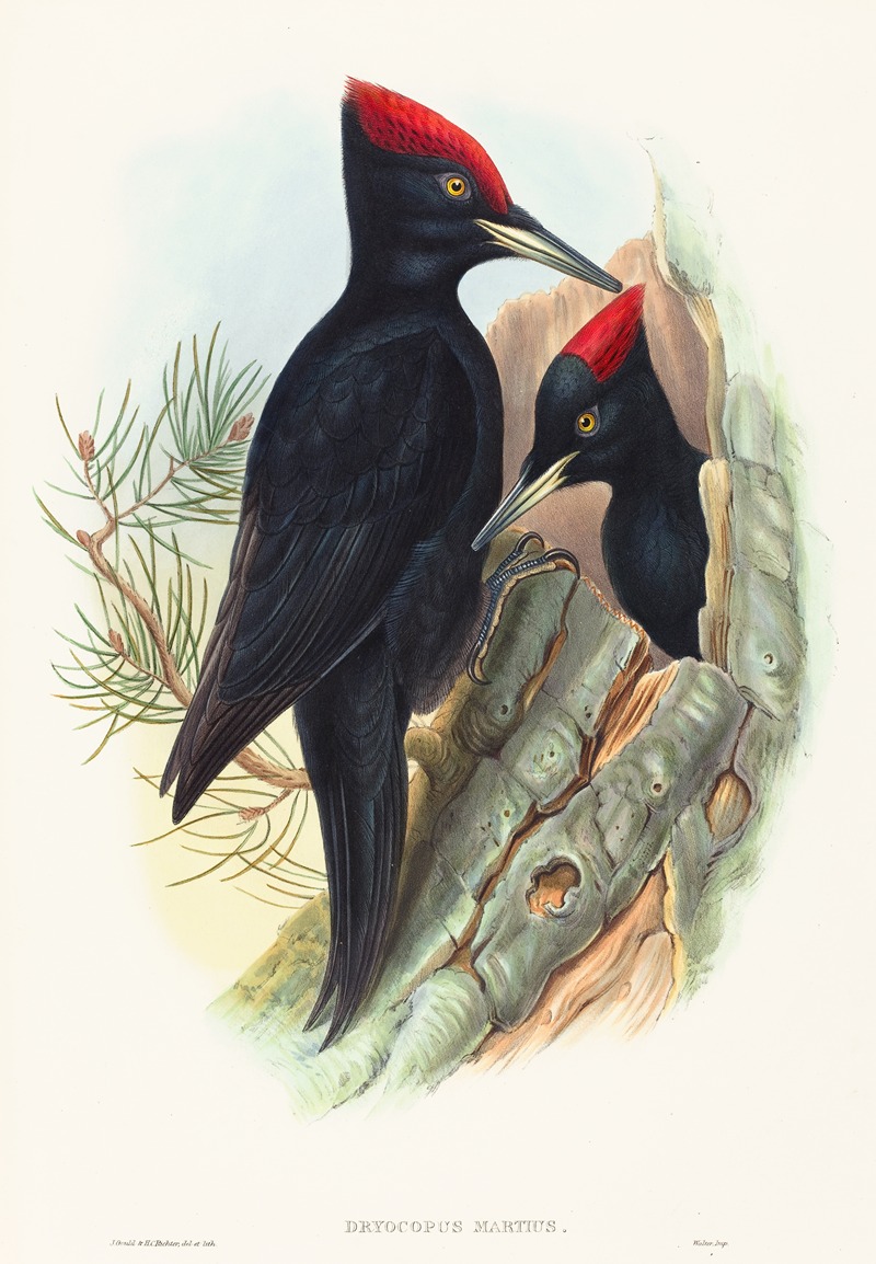 John Gould - Great Black Woodpecker (Dryocopus martius)
