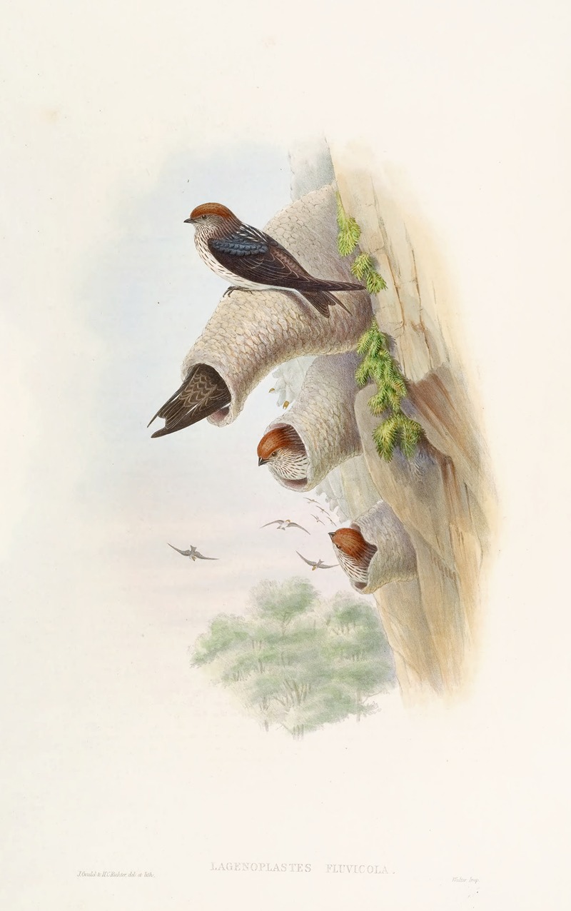 John Gould - Indian Cliff-Swallow
