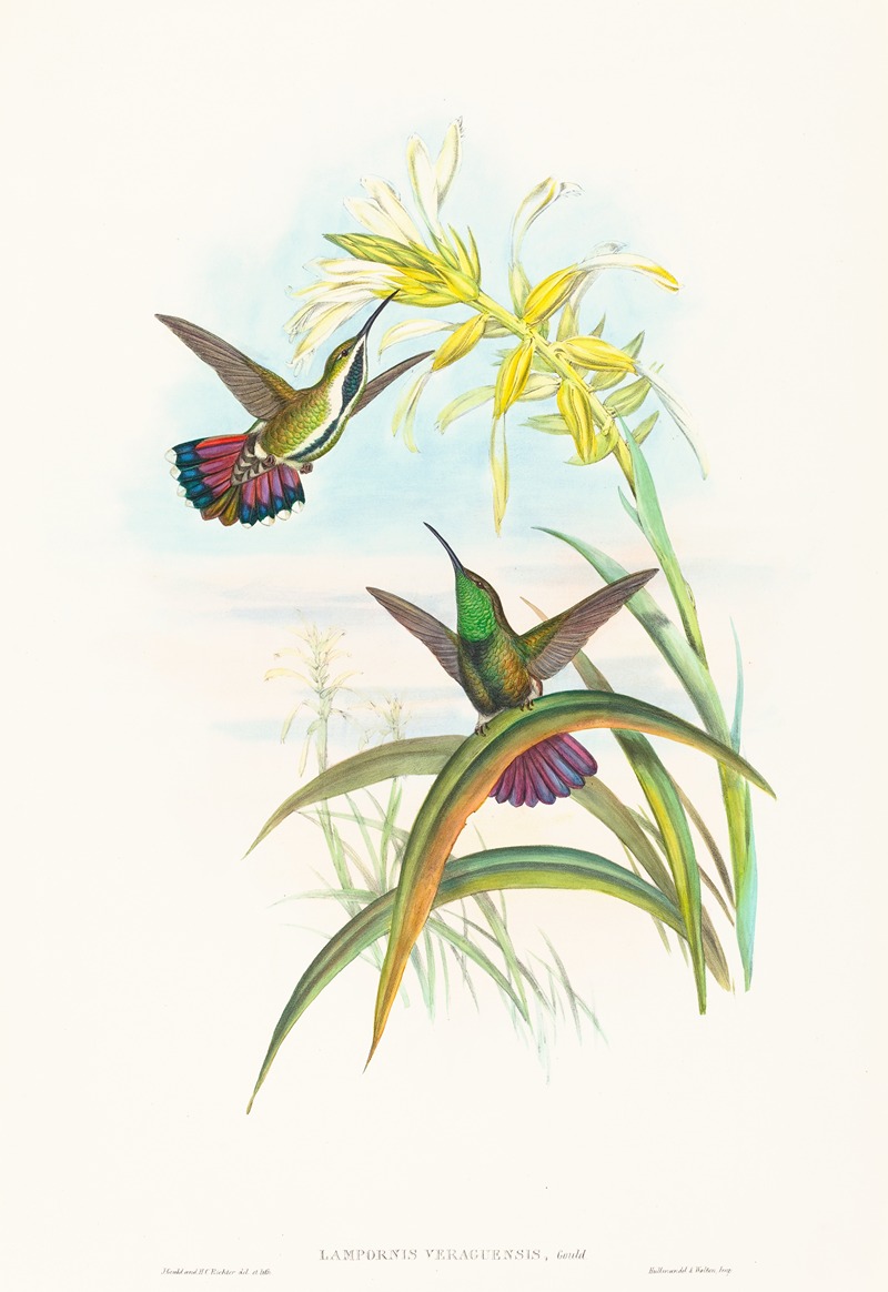John Gould - Lampornis veraguensis (Veraguan Mango)