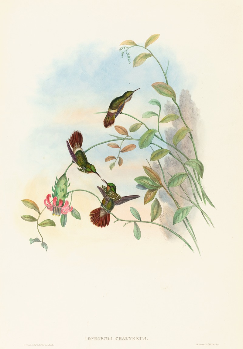 John Gould - Lophornis chalybeus (Festive Coquette)