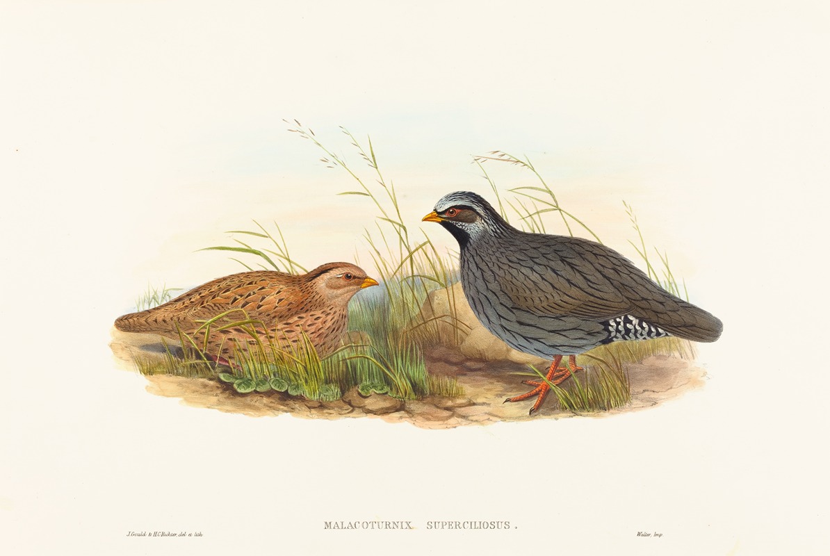 John Gould - Malacoturnix superciliosus (Mountain Quail)