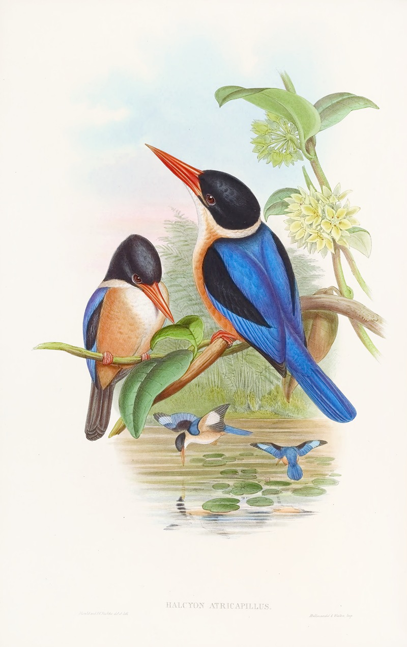 John Gould - Manilla Kingfisher