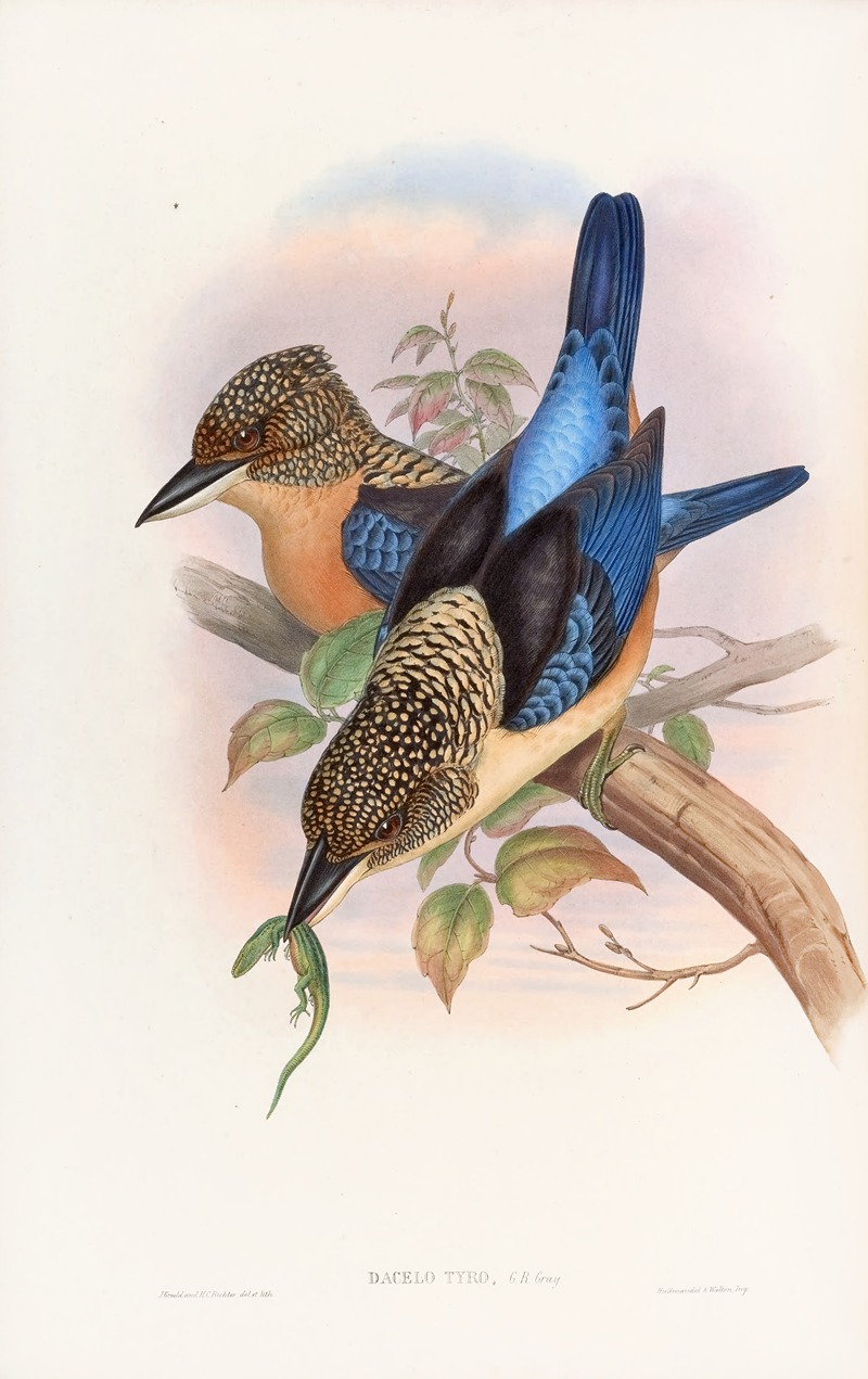 John Gould - Mantled Kingfisher