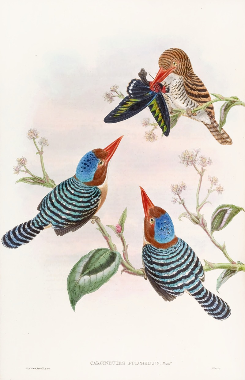 John Gould - Many-coloured Kingfisher