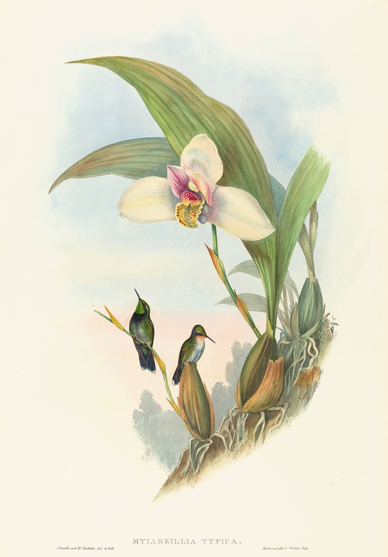 John Gould - Myiabeillia typica (Abeille’s Hummingbird)