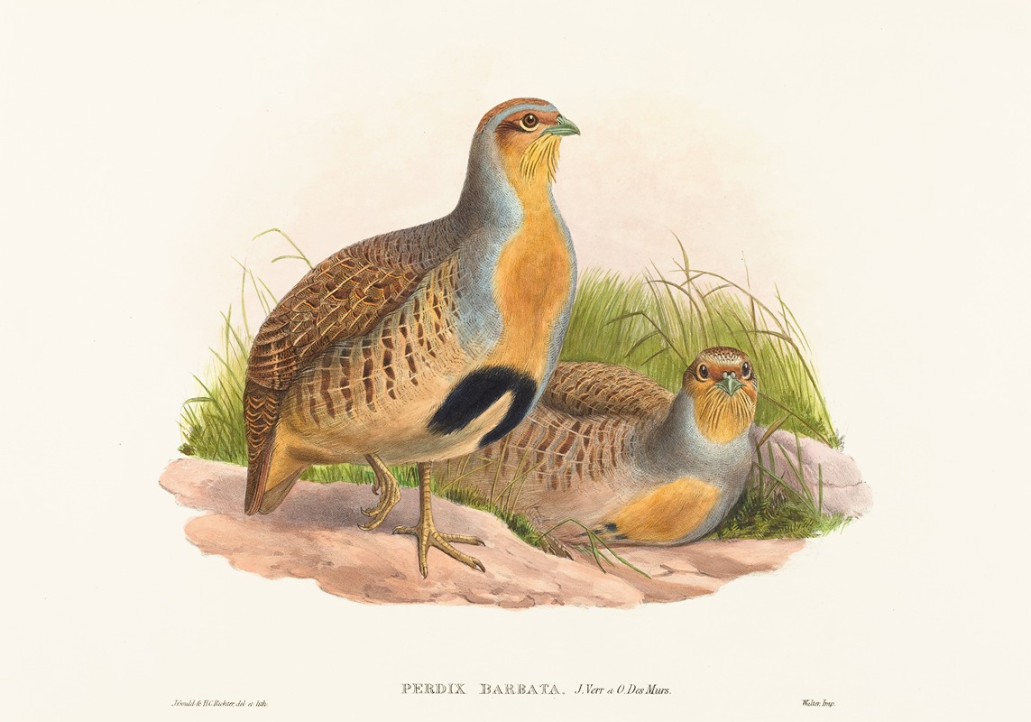 John Gould - Perdix barbata (Daurian Partridge)