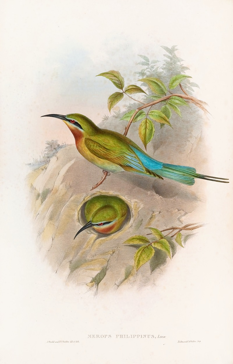 John Gould - Philippine Bee-eater